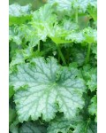 Гейхера гібридна ’Лайм Свізле’|Heuchera hybrida ’Lime Swizzle’|Гейхера гибридная ’Лайм Свизле’